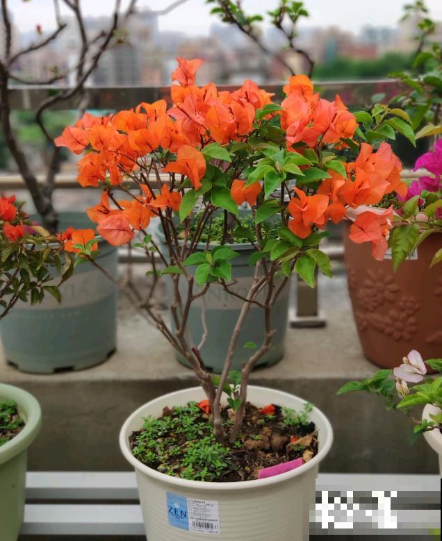 20平的小楼顶，养了100多盆三角梅，花团锦簇美不胜收！