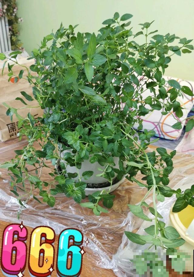 8种花要舍得掐,才能越长越旺盛 8种花要舍得掐,才能越长越旺盛