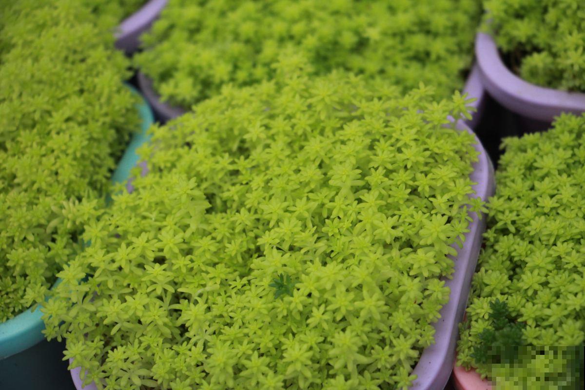 多肉越长越干瘪？掌握这些方法，让它重新肉嘟嘟！