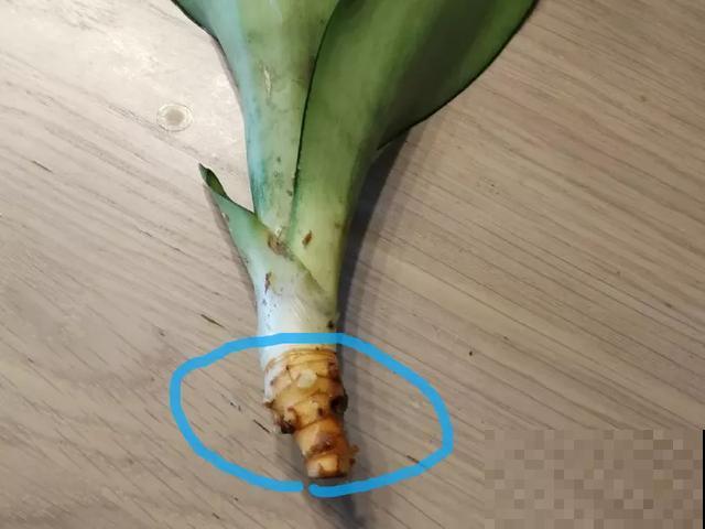 8种花换盆,换好了生一堆,换错立马死! 8种花换盆,换好了生一堆,换错立马死!