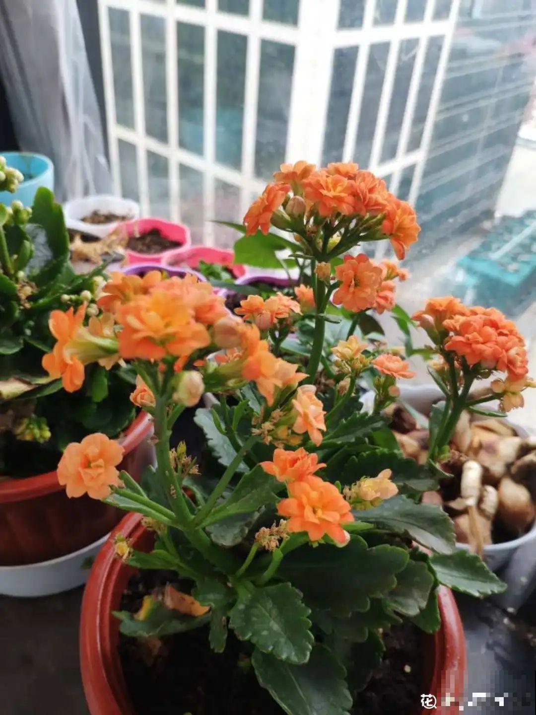 卧室养花要警惕，选不对，让你整夜睡不着！