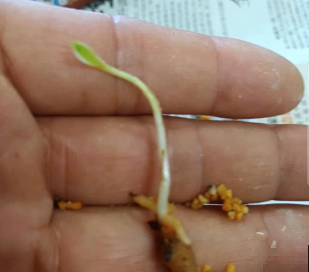 千篇一律？在家养盆白鹭草，花友全得来围观！