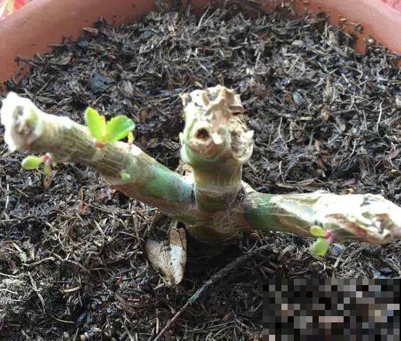 现在开始，这10种花不能剪，剪了开花难！