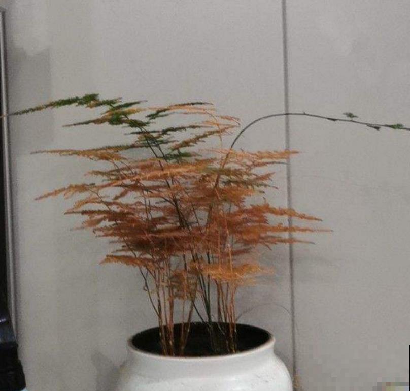 文竹总是枯黄,找准原因,对症下药,新叶子绿油油! 文竹总是枯黄,找准原因,对症下药,新叶子绿油油!