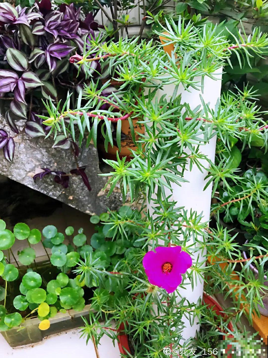 8根筷子绑一起,2个月变老桩,让你爱不释手! 8根筷子绑一起,2个月变老桩,让你爱不释手!