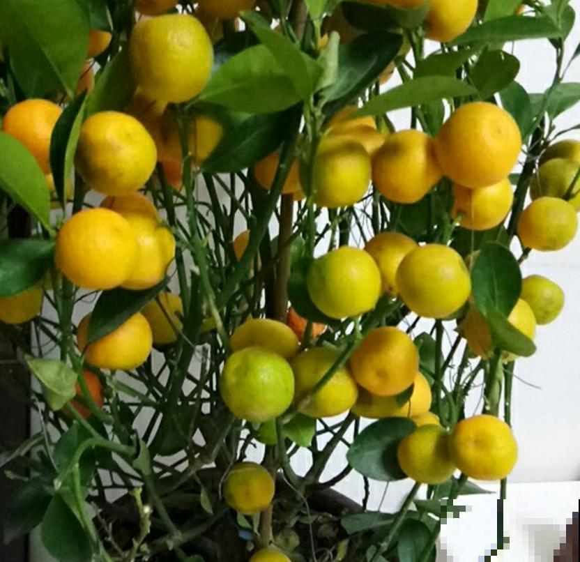 5种水果盆栽，秋天种刚好，果子能结一大片！