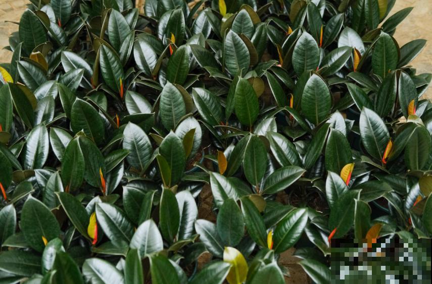 橡皮树秋天容易死，做好这3点，叶片翠绿！