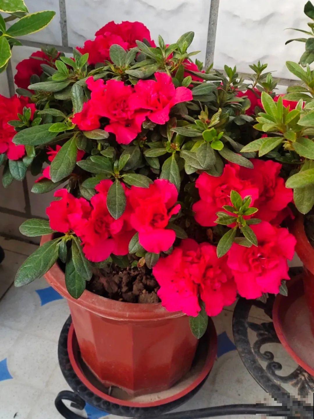 9月后就养这些花,比绿萝好养,疯狂开花到明年! 9月后就养这些花,比绿萝好养,疯狂开花到明年!