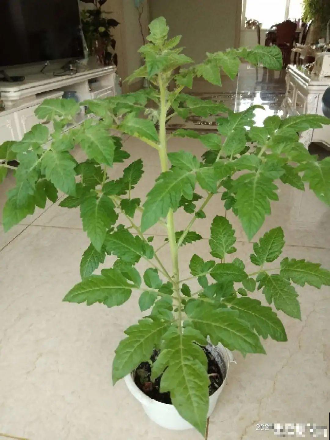 秋天养这4种菜，长得快、结果多，一茬茬吃不完！