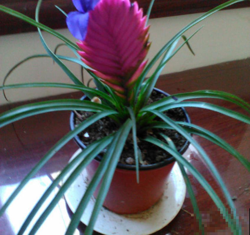 凭借“死亡芭比粉”,虏获无数花友的心,当属铁兰! 凭借“死亡芭比粉”,虏获无数花友的心,当属铁兰!