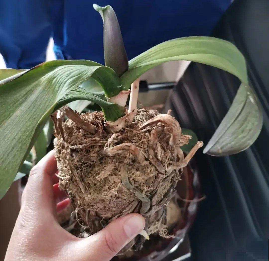 秋老虎来了，9种花进入“死期”，切莫大意！