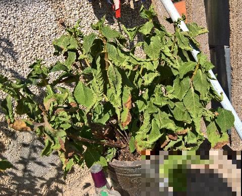 6种花，现在长的快，多浇水、勤施肥！