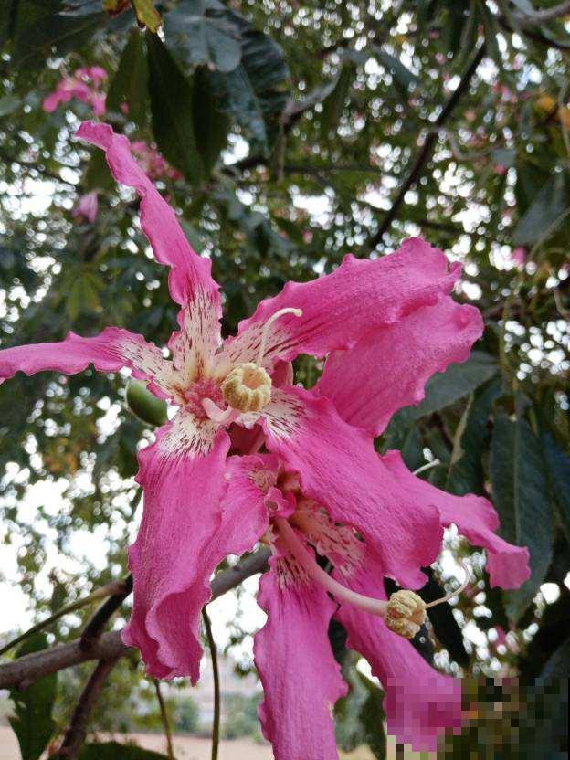 家里有老人,7种花别养在家,对身体不好 家里有老人,7种花别养在家,对身体不好