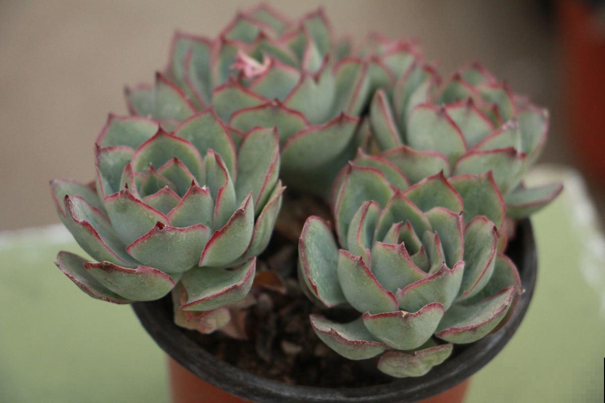 多肉越长越干瘪？掌握这些方法，让它重新肉嘟嘟！