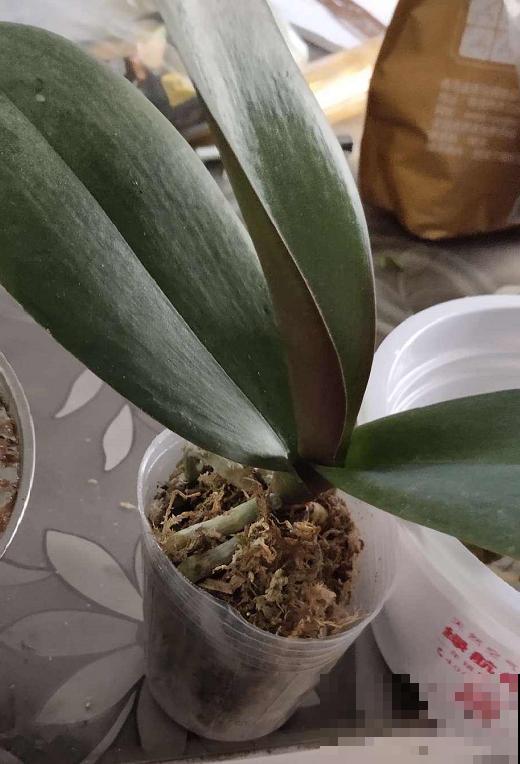 家里的花,用这东西裹住,捂一捂,可以快速生根! 家里的花,用这东西裹住,捂一捂,可以快速生根!