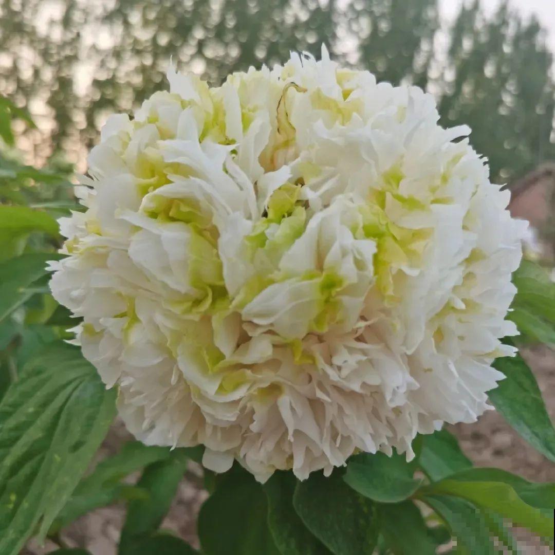 这花只能秋天养,埋土里就活,晚了再等一整年! 这花只能秋天养,埋土里就活,晚了再等一整年!