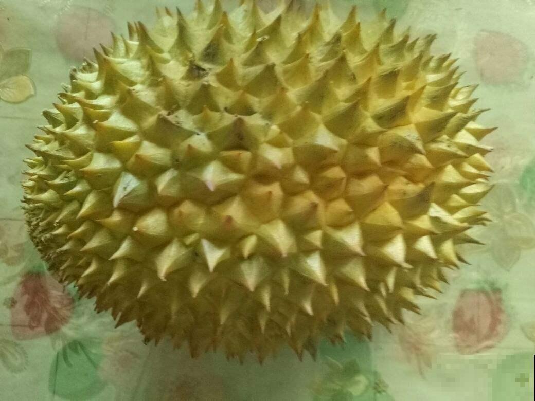 给花吃点榴莲壳，叶子长得飞快，10年不烂根