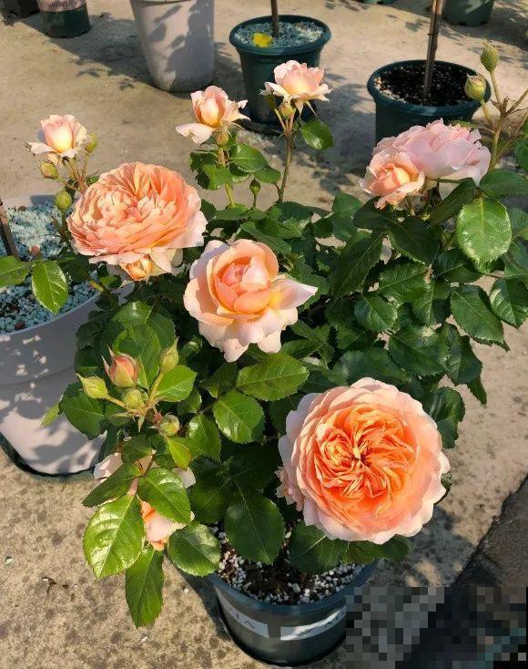 我在公司养300盆花，老板没批评，还帮忙拍照！