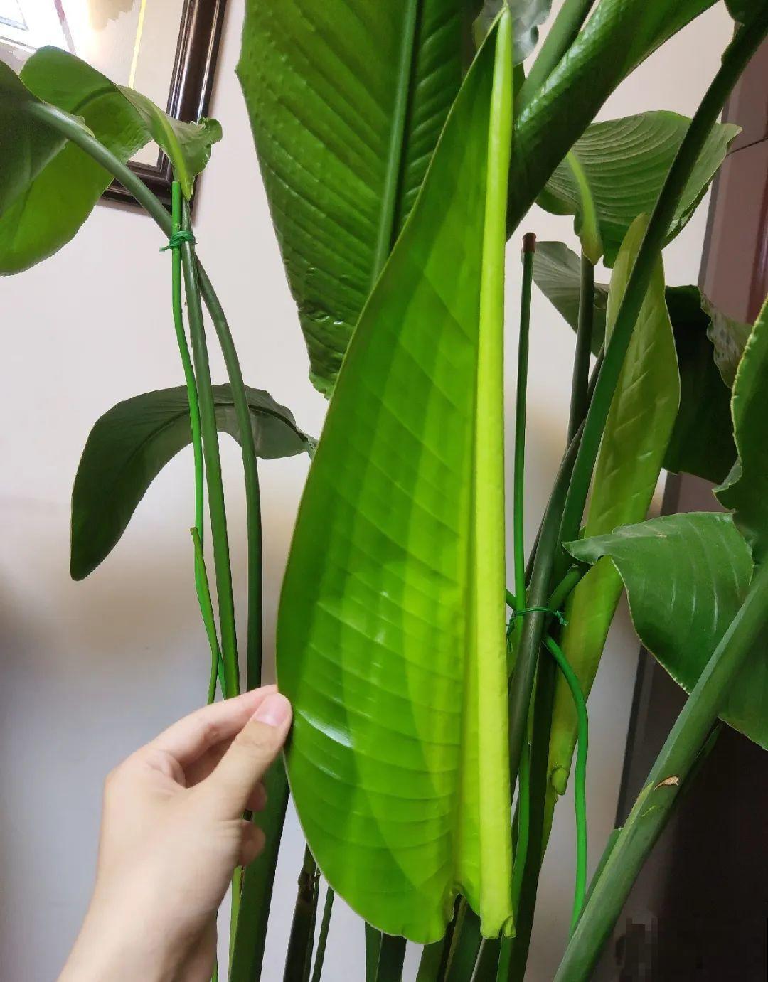 客厅摆盆它，叶子竖着长，有品位、上档次！