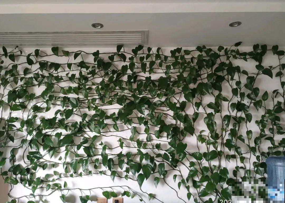 1米7的天竺葵，开花成瀑布，太震撼了