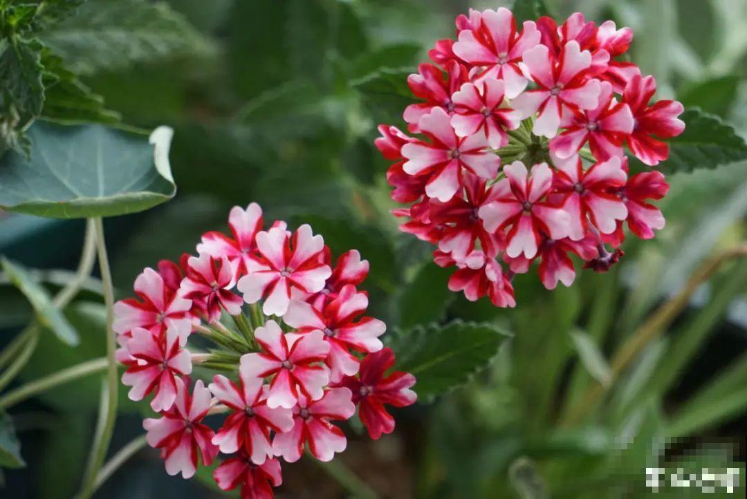 9月后就养这些花,比绿萝好养,疯狂开花到明年! 9月后就养这些花,比绿萝好养,疯狂开花到明年!