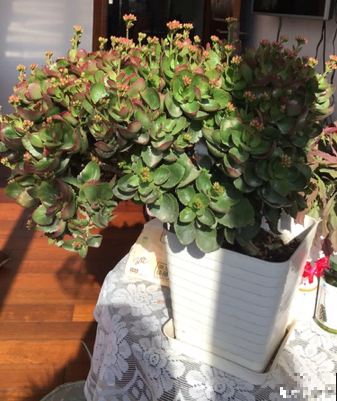 8种花,养小不养老,越老开花越少! 8种花,养小不养老,越老开花越少!