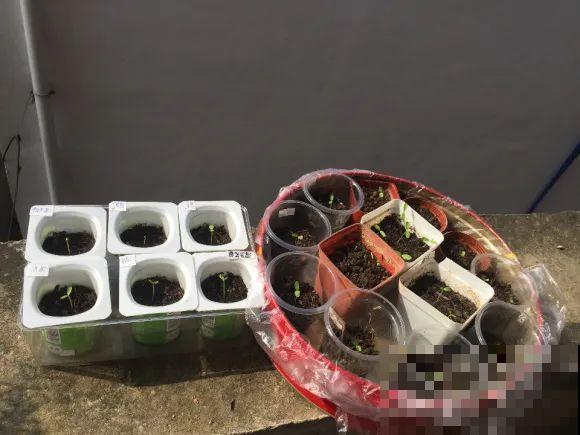 餐巾纸养花,成功率100%,简单又实用! 餐巾纸养花,成功率100%,简单又实用!