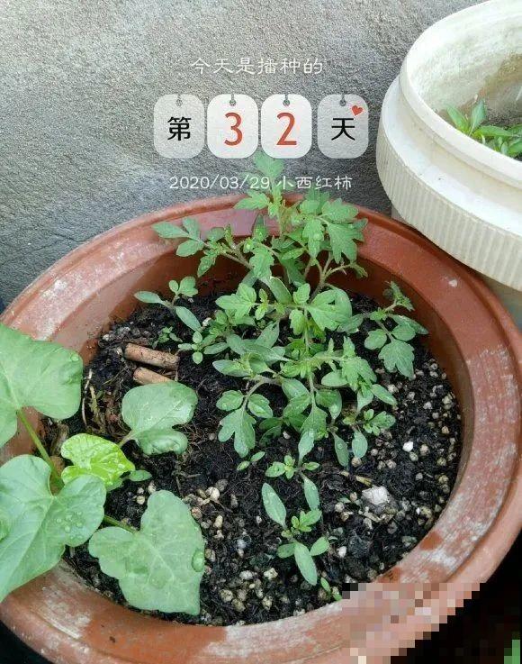 西红柿、玉米……埋土里，7天长成小森林，结出果子一大筐！