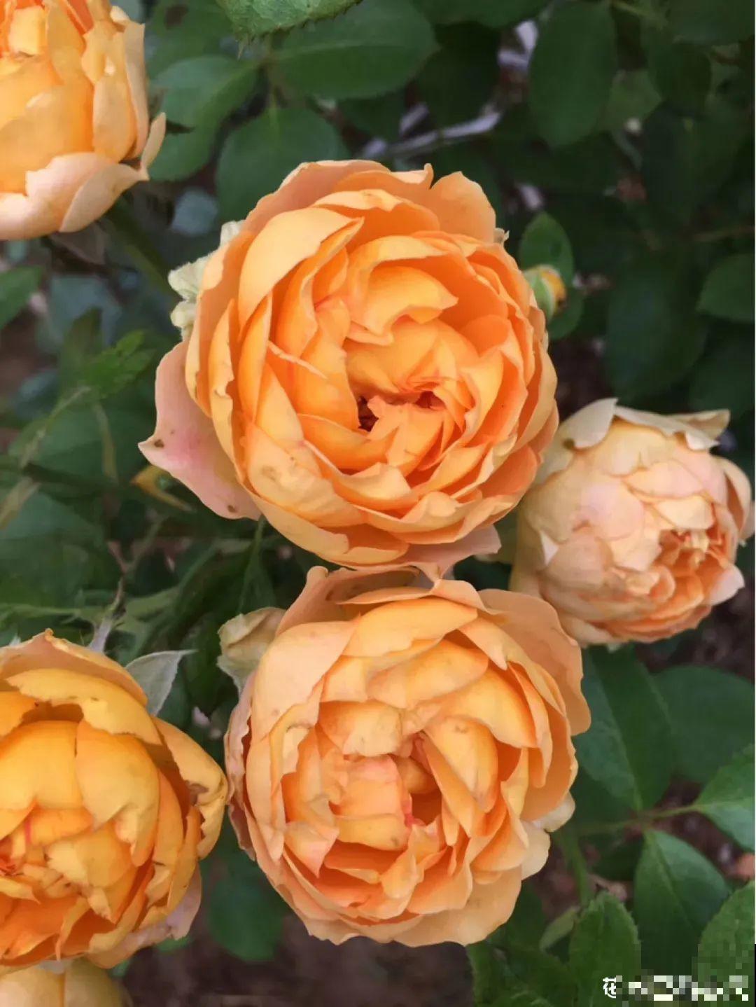 养月季会上瘾,尤其是这9种,秋天长出大花苞 养月季会上瘾,尤其是这9种,秋天长出大花苞