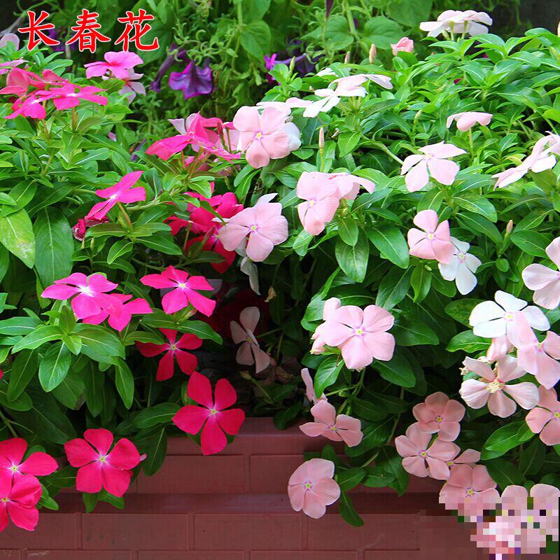 可以自生自长的花,种子掉土里就活,不用管开不停! 可以自生自长的花,种子掉土里就活,不用管开不停!