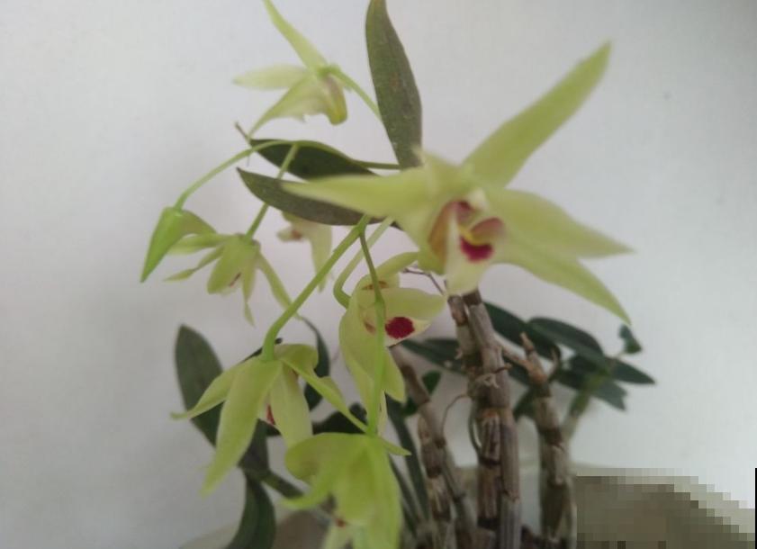 小众盆栽云南铁皮，把“黄金”种到家里，值大了！