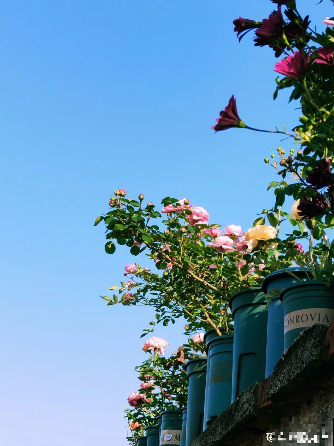 她在屋檐上养花，每天爬上爬下，乐在其中！