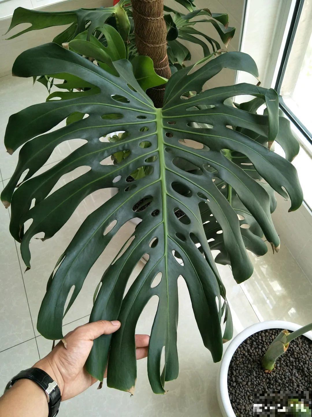 比人还大的植物叶,感受一下来自大自然的神奇! 比人还大的植物叶,感受一下来自大自然的神奇!