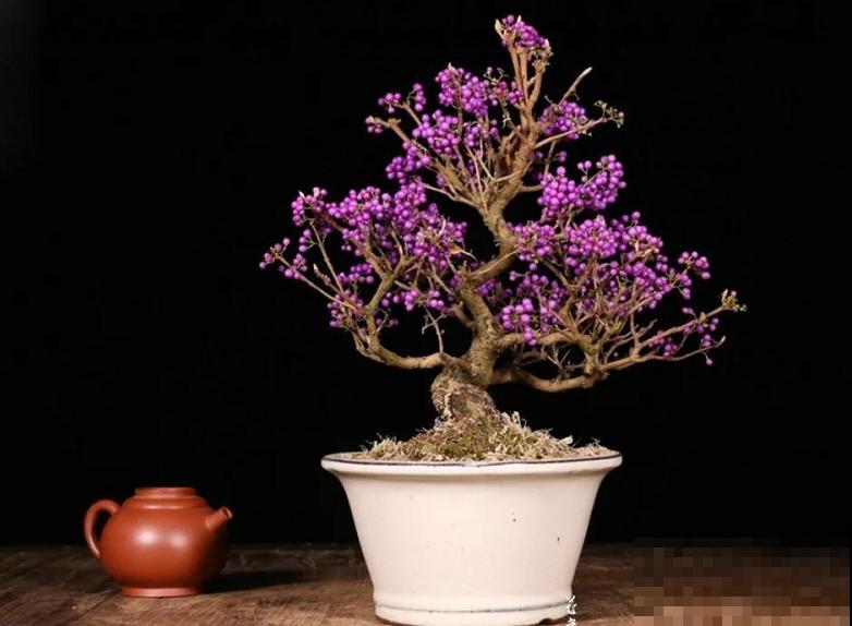 16种奇花异草,随便挑一个,你都没见过! 16种奇花异草,随便挑一个,你都没见过!