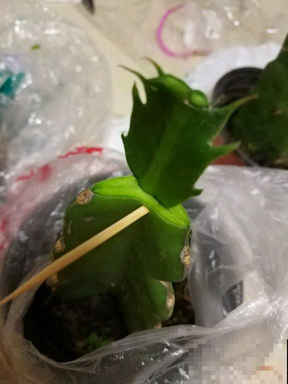 蟹爪兰就得现在嫁接,高温高湿,三两天就活了! 蟹爪兰就得现在嫁接,高温高湿,三两天就活了!