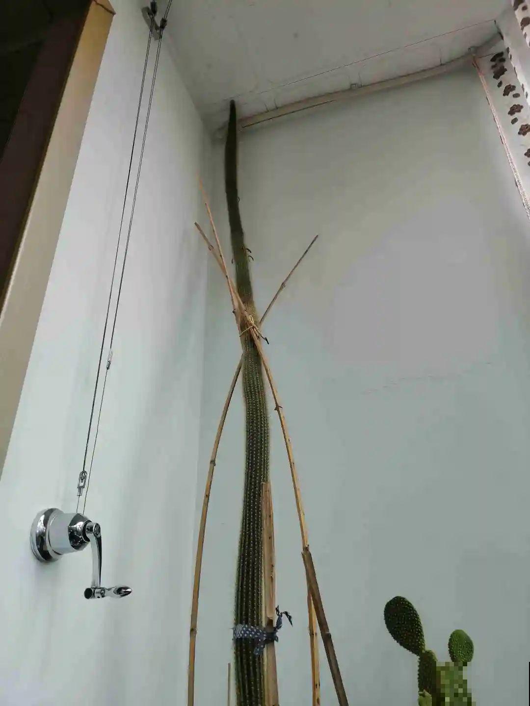 30层楼高开满三角梅,变成空中花园,太美了! 30层楼高开满三角梅,变成空中花园,太美了!