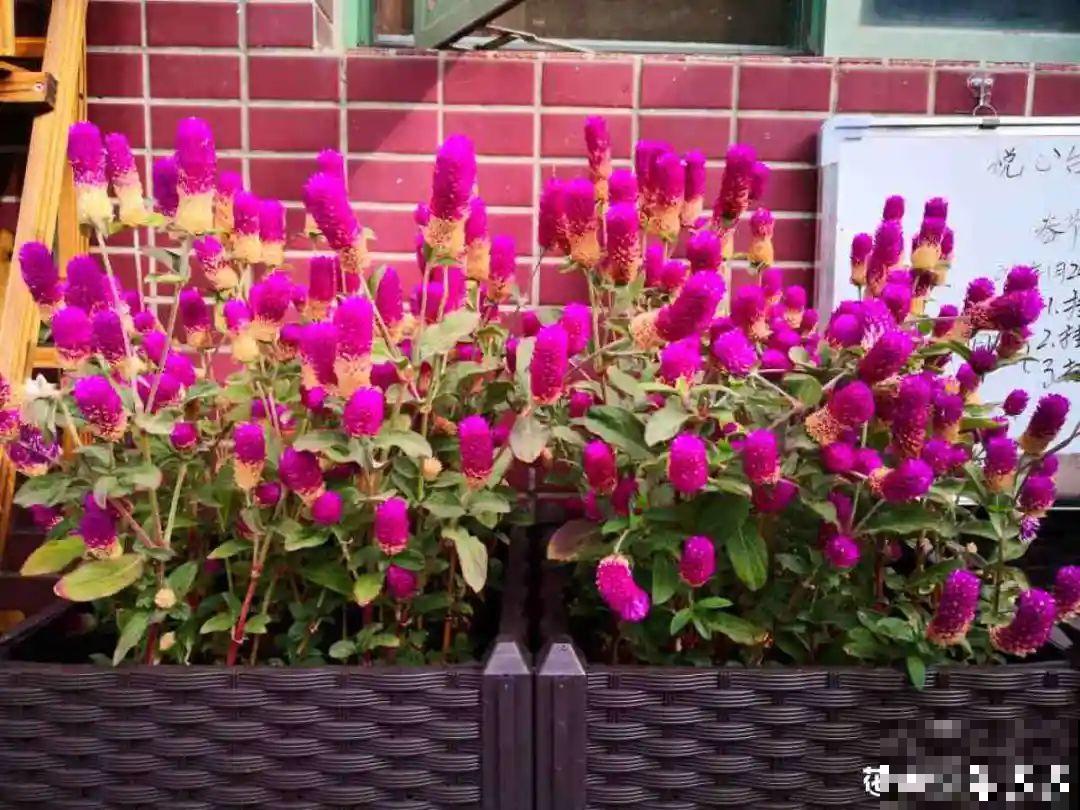 一次性的花，秋天开完就扔了，别浪费时间！