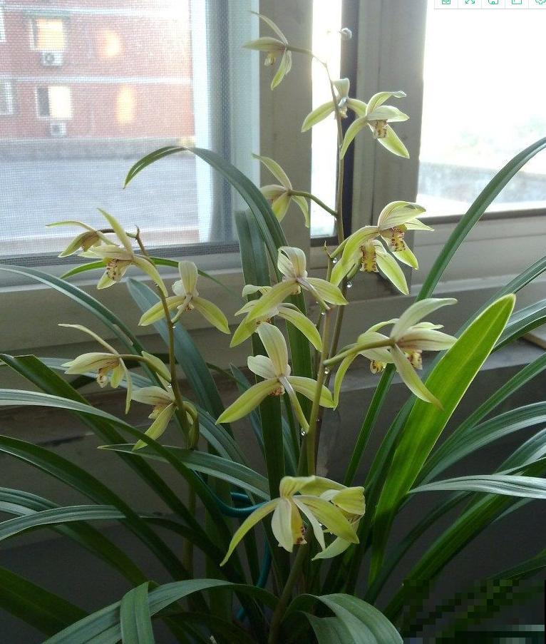 兰花入手的最佳时期,选这6个品种,便宜好活开花勤! 兰花入手的最佳时期,选这6个品种,便宜好活开花勤!