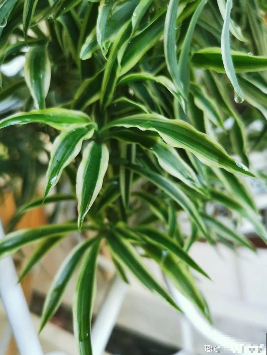 龟背竹是“吸废气”高手，家里放一盆，门窗紧闭也能空气清新！