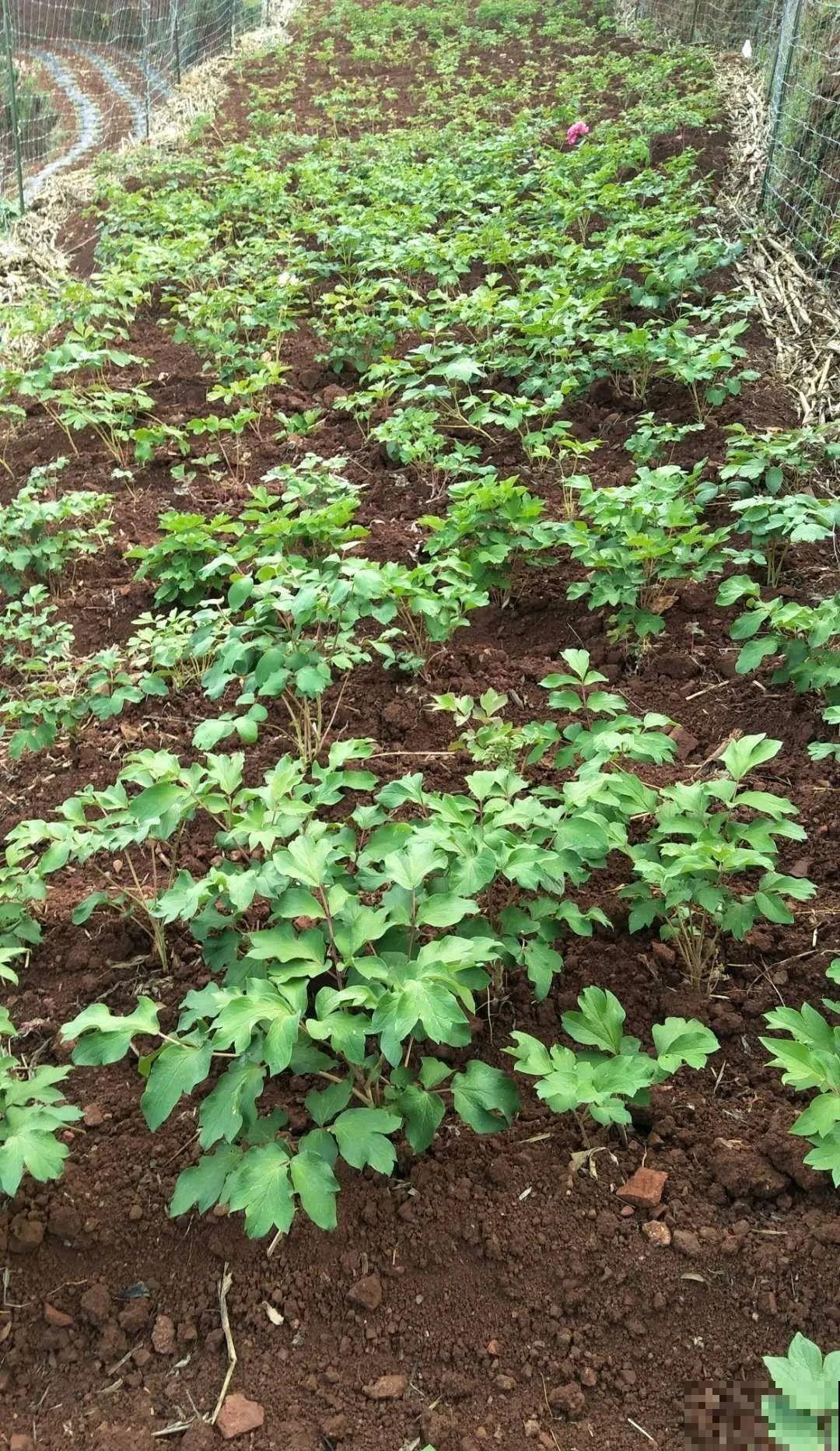 大家都爱养的花，其实只能秋天种，错过季节养不活！