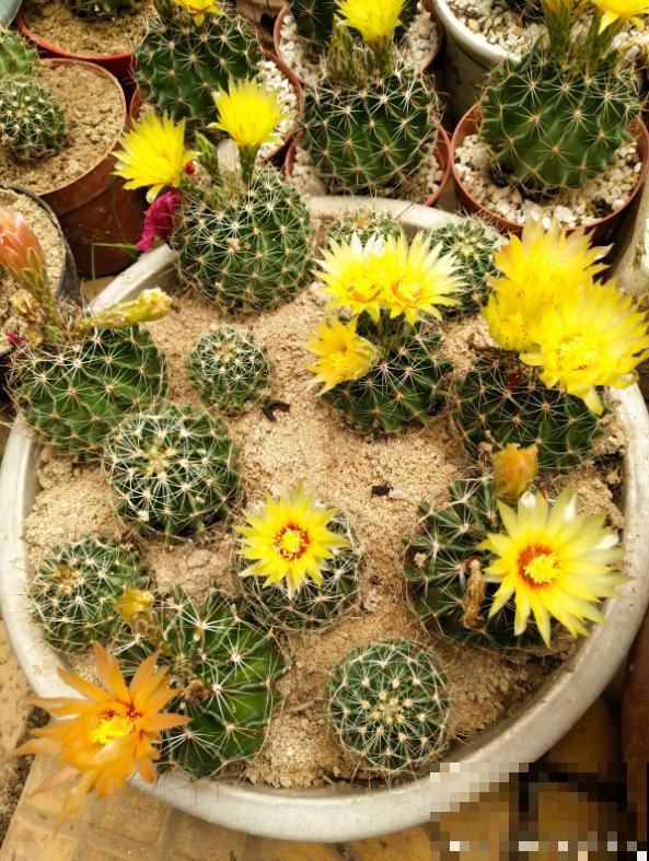 开花的仙人球，刷一下、结籽千千万，撒土里冒一盆苗！