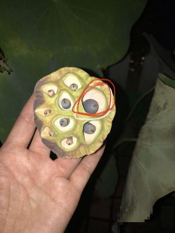 养这3种花,千万别买种子,十有八九是假的! 养这3种花,千万别买种子,十有八九是假的!