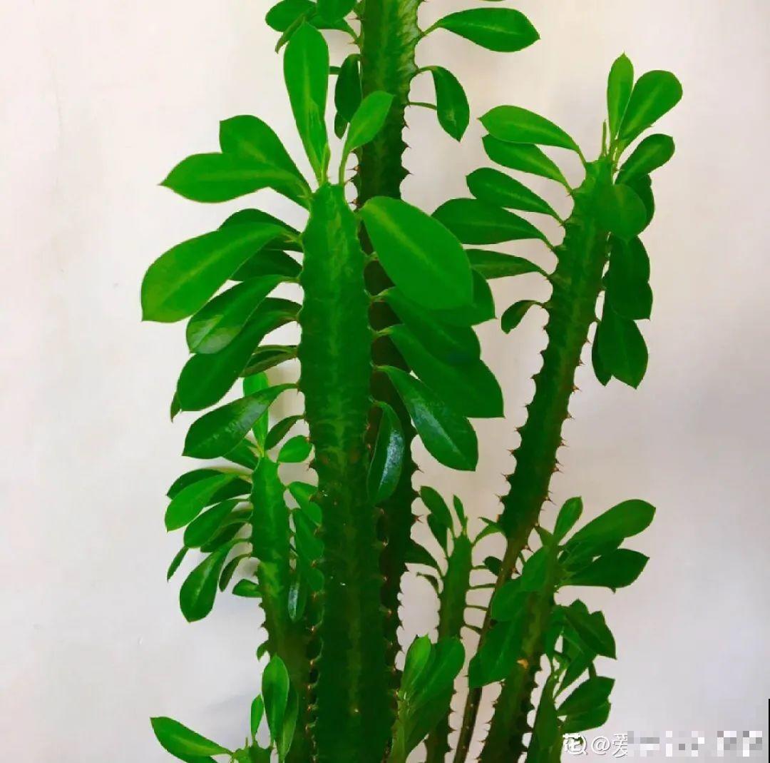 你扔的花,我捡回家,半个月起死回生! 你扔的花,我捡回家,半个月起死回生!