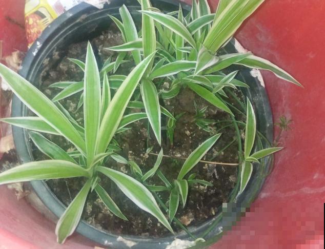 养花人，认识这4个字，就能解决黄叶和烂根问题！