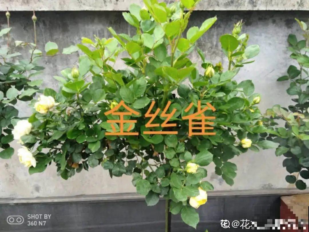 8根筷子绑一起,2个月变老桩,让你爱不释手! 8根筷子绑一起,2个月变老桩,让你爱不释手!