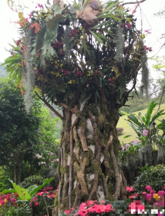 还敢说你的花园有创意?看看这些脑洞设计,一般人做不来! 还敢说你的花园有创意?看看这些脑洞设计,一般人做不来!