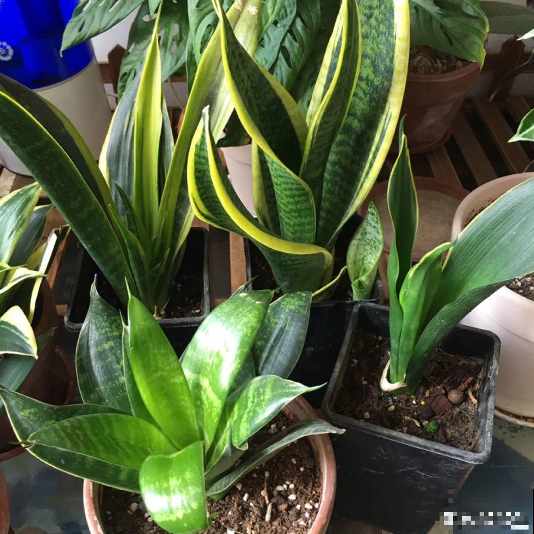 秋凉容易生虫子，月季招来害虫，必须赶紧换盆