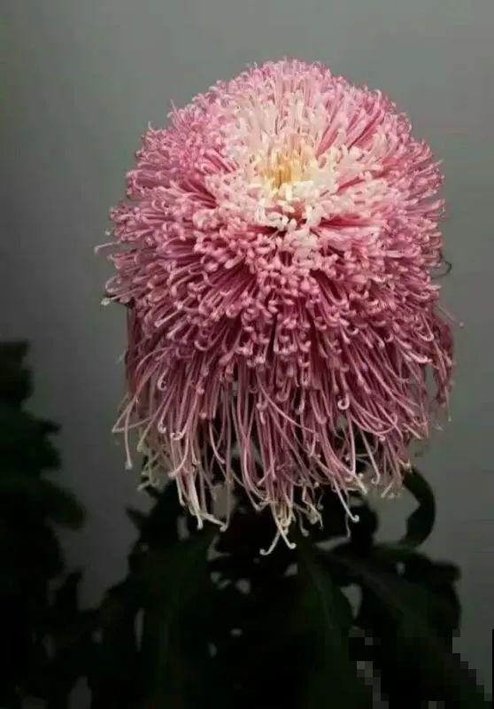 下个月开始，这10种花不能剪，剪了没花看，白养大半年！