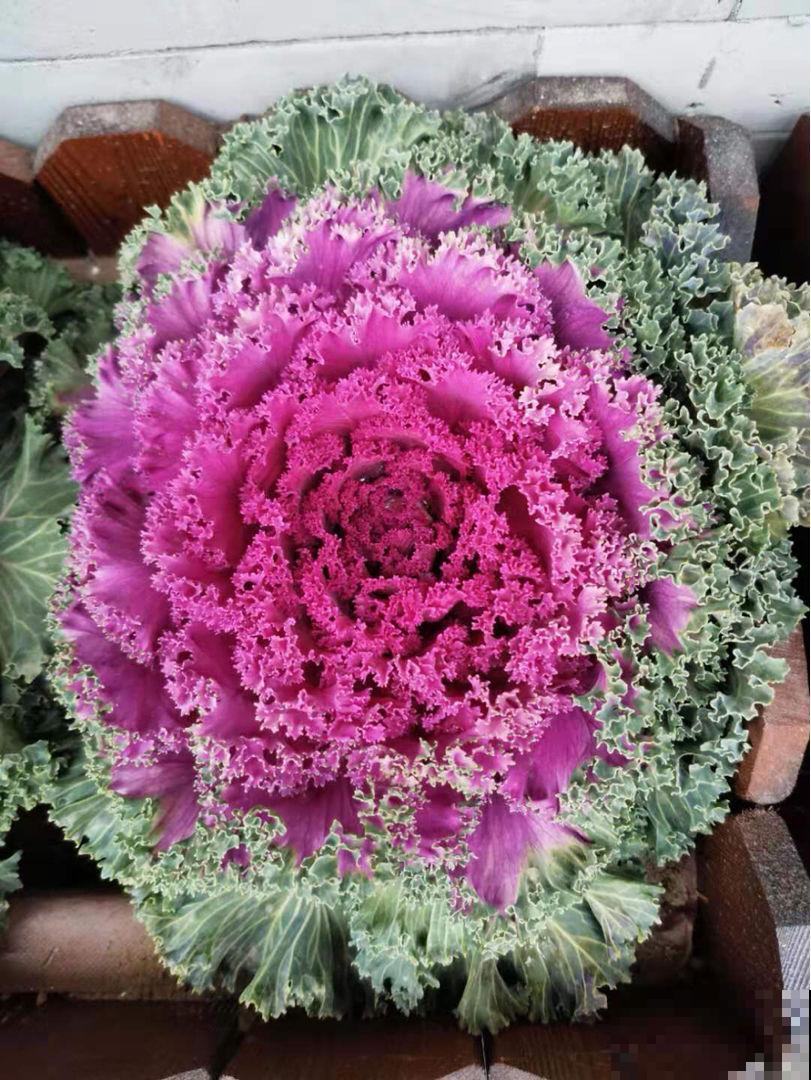 家里养羽衣甘蓝，仙气十足，冬天照样长得旺