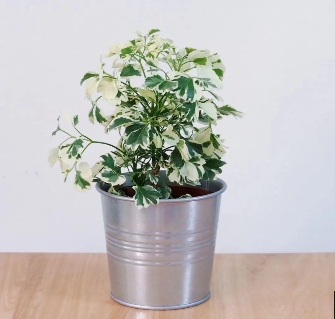 秋天养10种花，个个美得像油画，特别上档次！